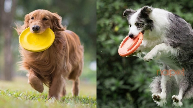 Đĩa bay - Đồ chơi chó mèo Trung Quốc 