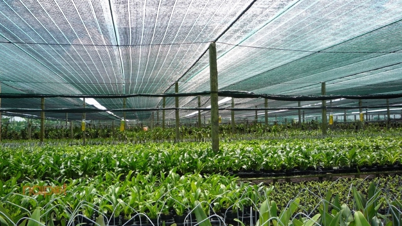 Lưới che nắng Trung Quốc dùng trong nông nghiệp  Lưới che nắng Trung Quốc dùng trong nông nghiệp