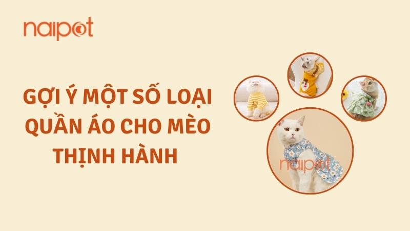 Gợi ý một số mẫu quần áo cho mèo thịnh hành  Gợi ý một số mẫu quần áo cho mèo thịnh hành